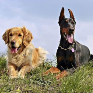 Hilton Smart Dog - nowe zabawki dla psów