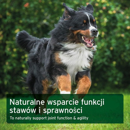AniForte® - FORMUŁA STAWOWA VET - TABLETKI NA STAWY