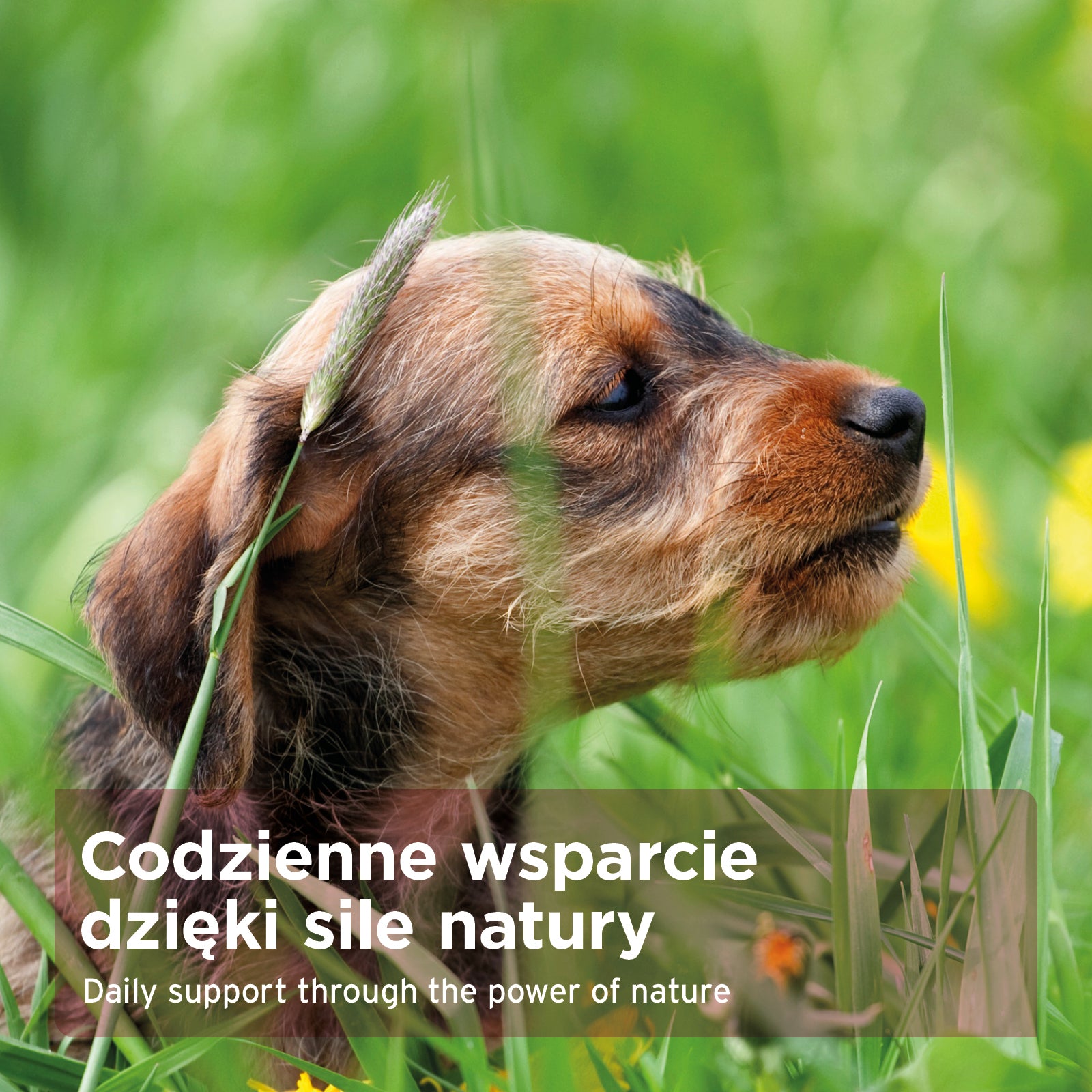 AniForte® – PROSZEK NA WĄTROBĘ